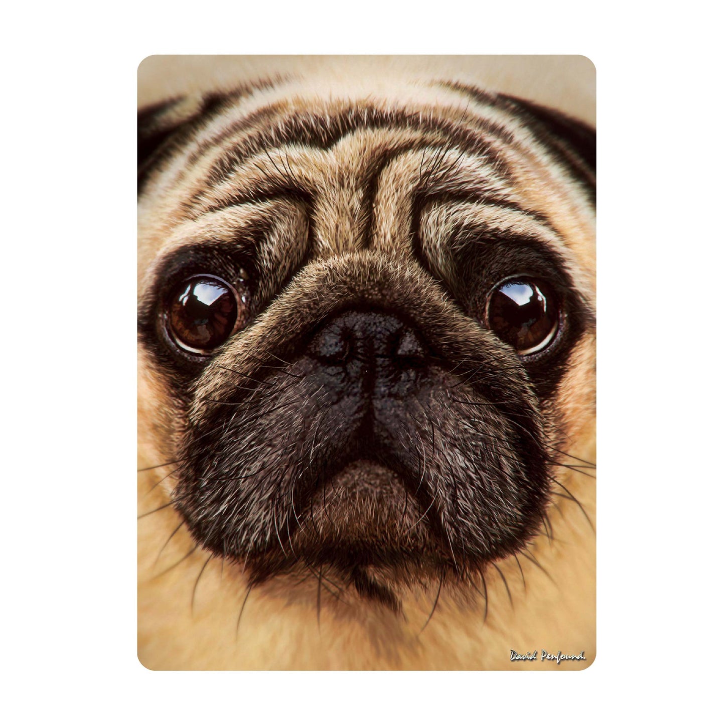 3D LiveLife Postcards - Pug