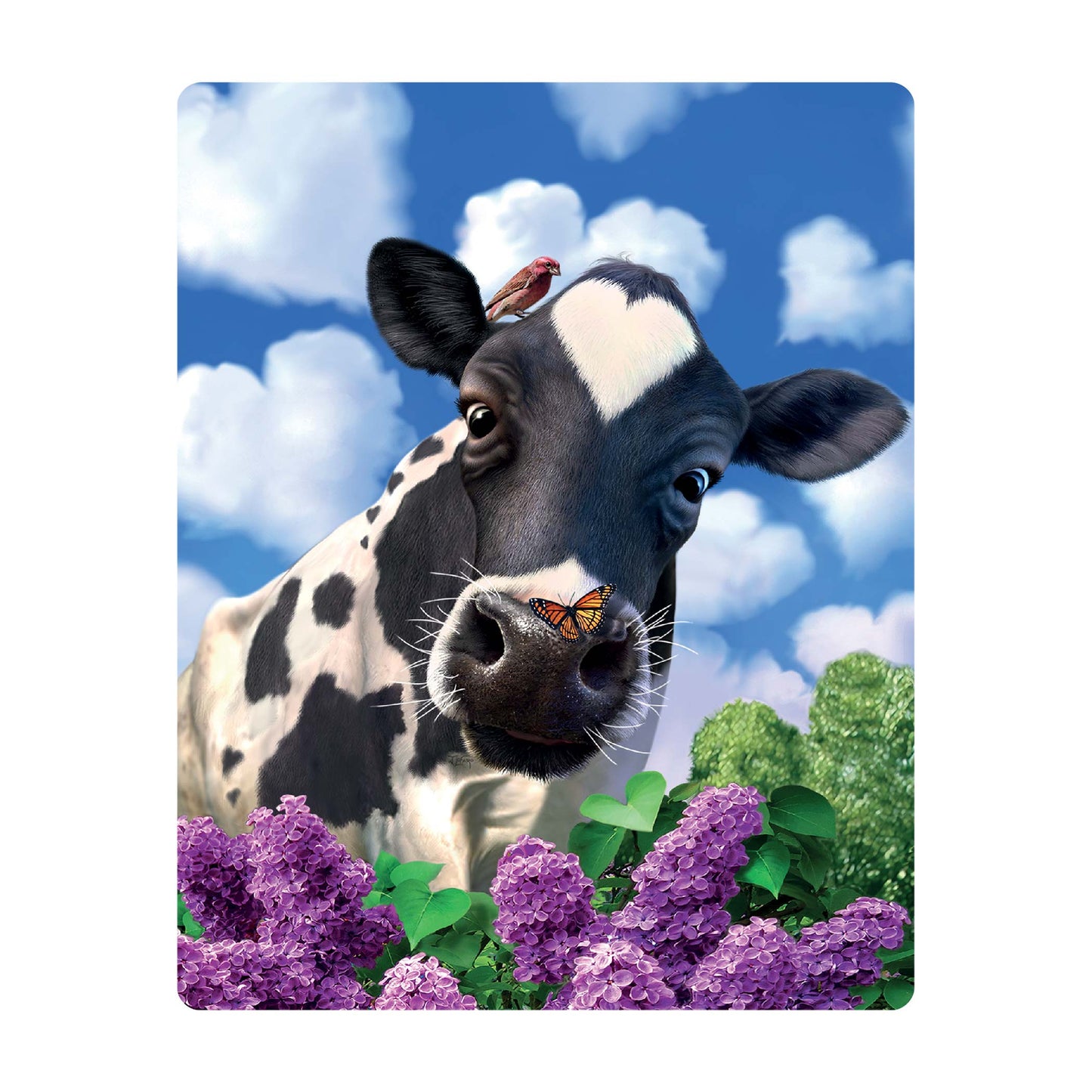 3D LiveLife Postcards - Curious Cow