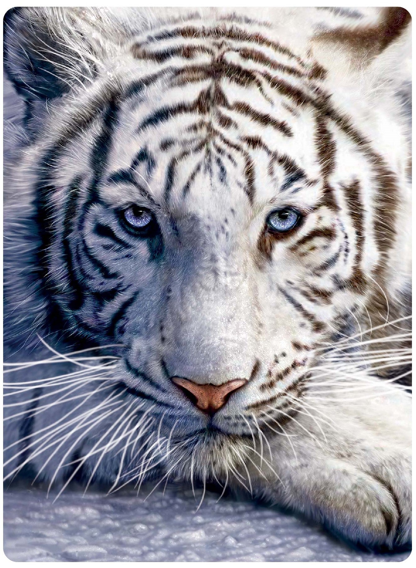 3D LiveLife Postcards - White Tiger Repose