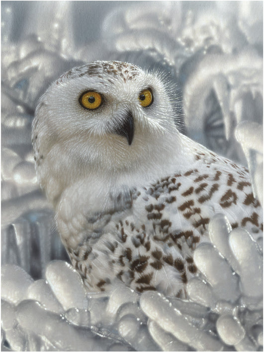 3D LiveLife Pictures - Snowy Owl Sanctuary