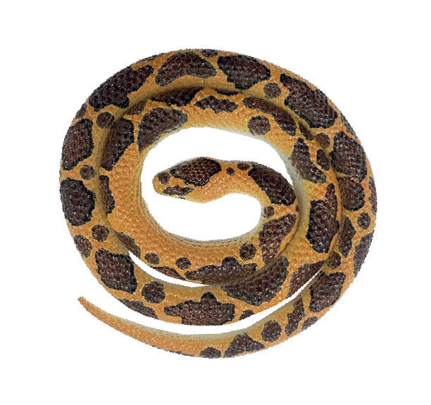 Snakes of the World Small - Burmese Python