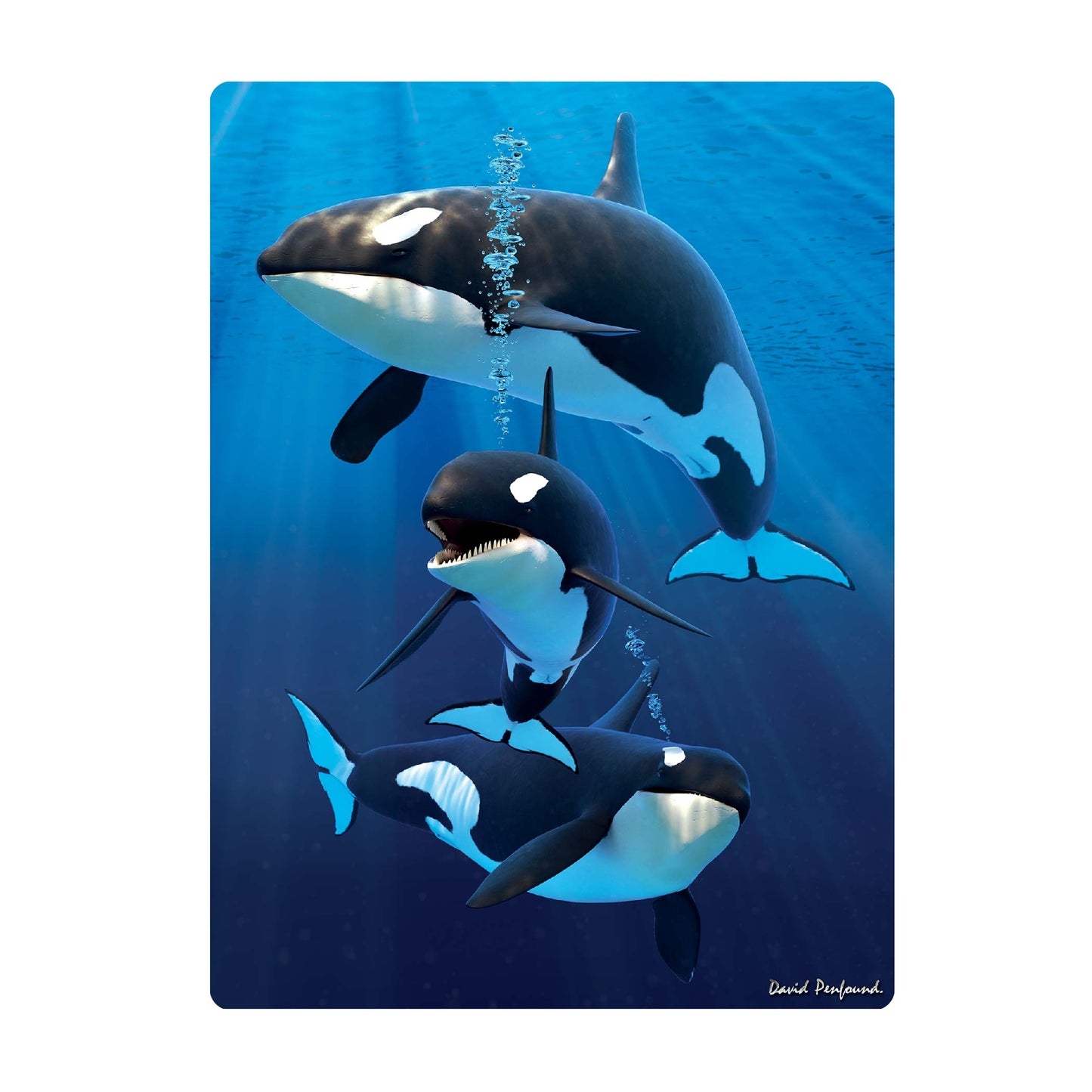 3D LiveLife Postcards - Orcas