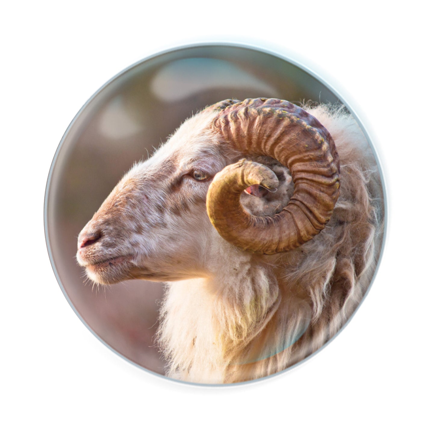 Magnidomes - Bighorn Sheep