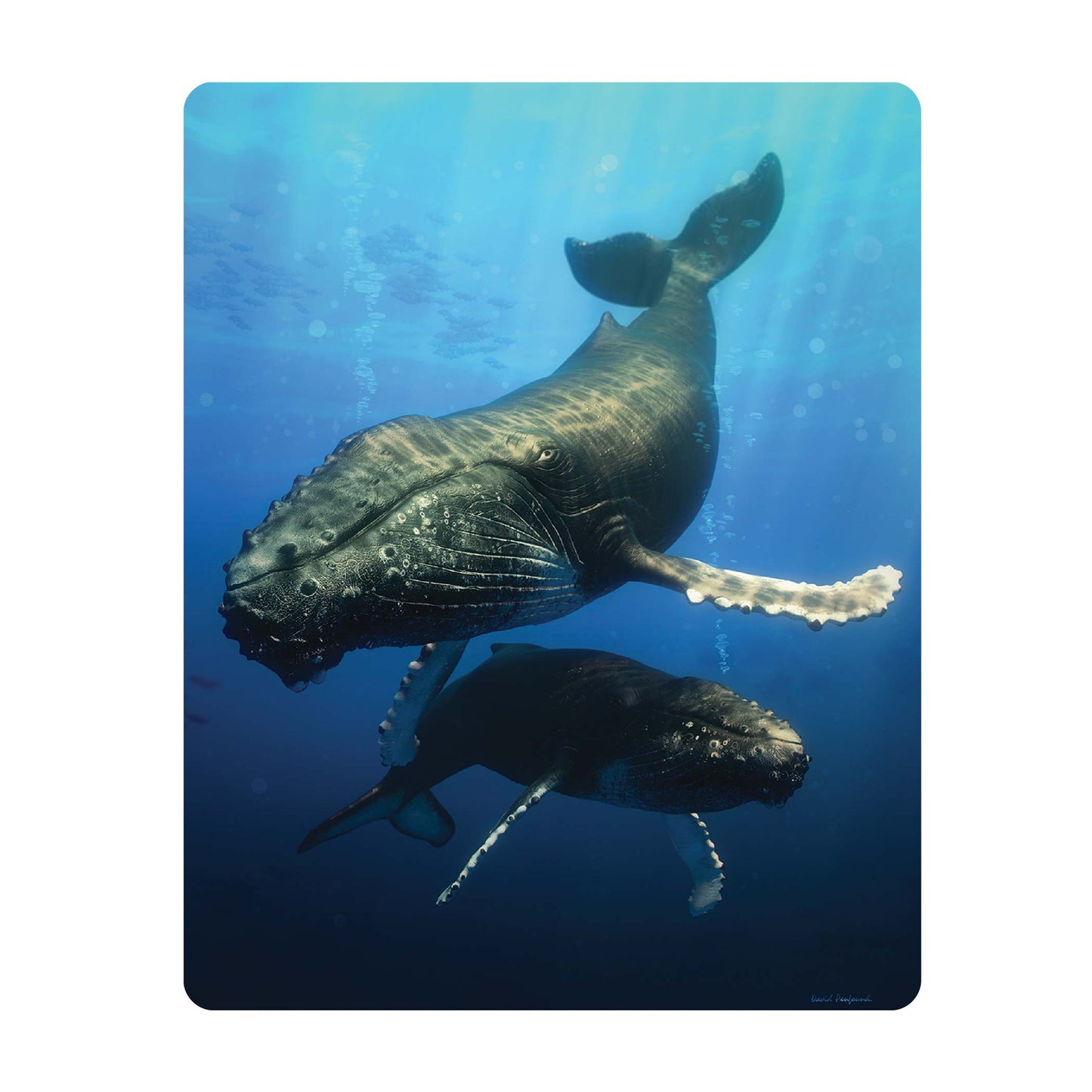 3D LiveLife Postcards - Blue Whale