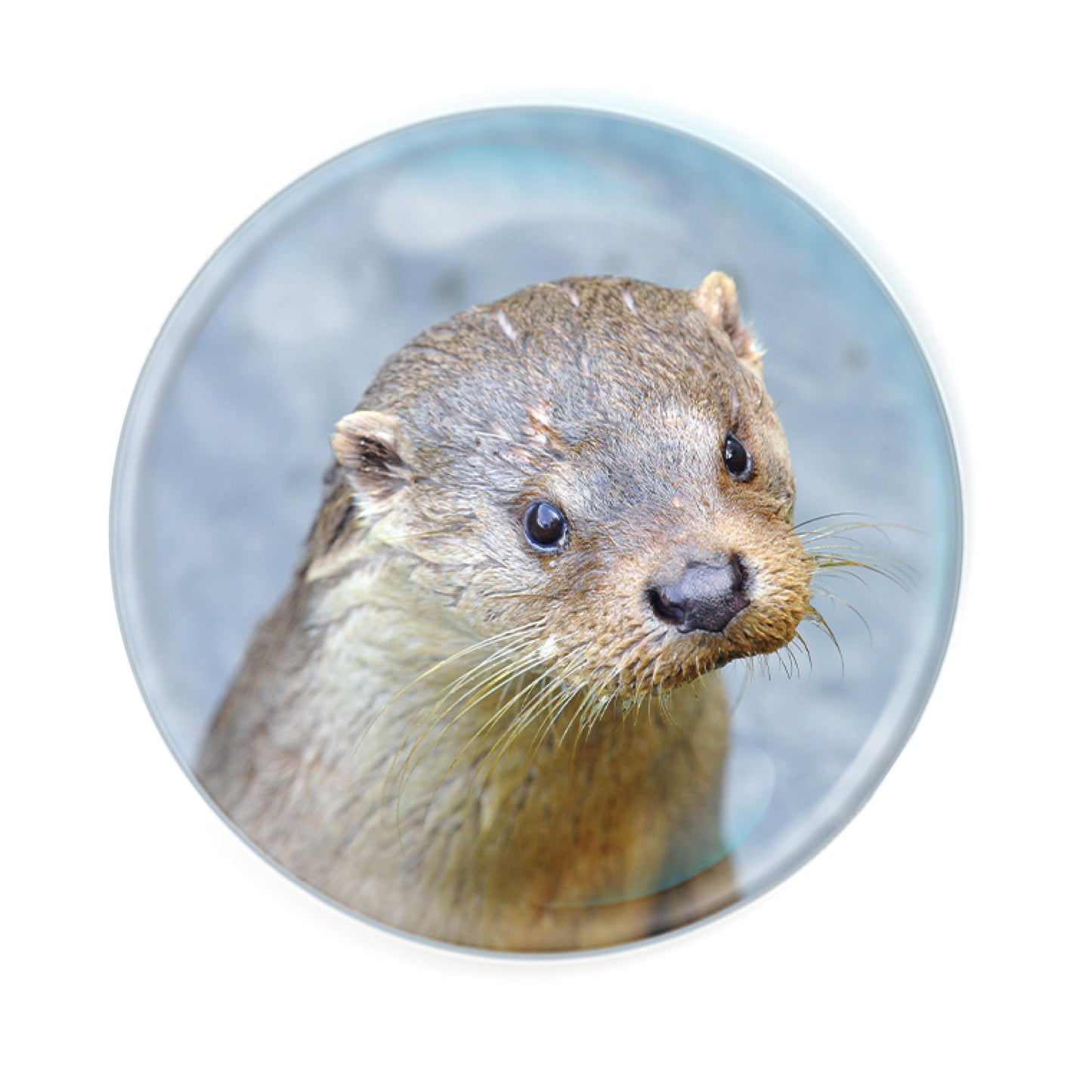 Magnidomes - Otter