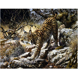 3D LiveLife Postcards - Lynx