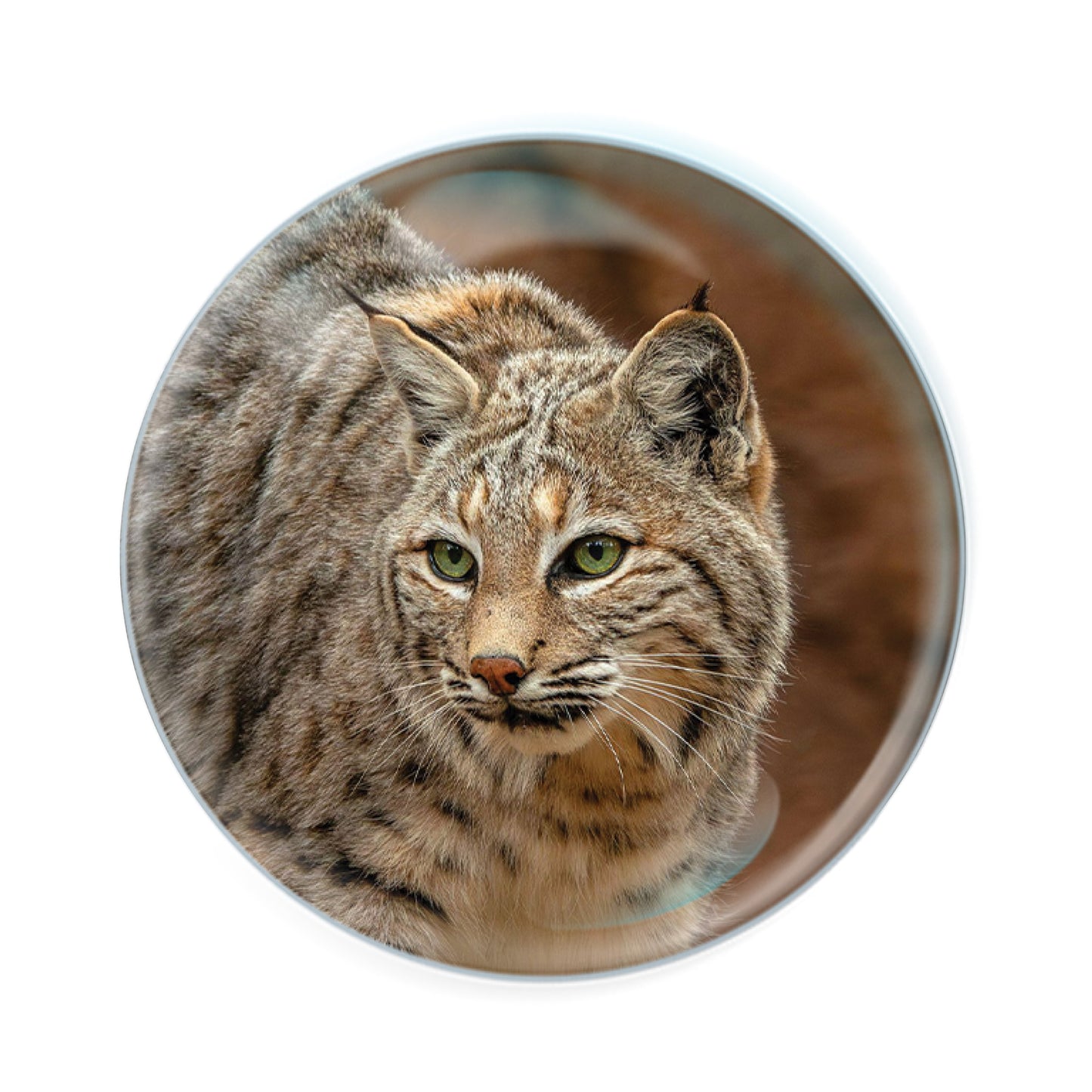 Magnidomes - Bobcat