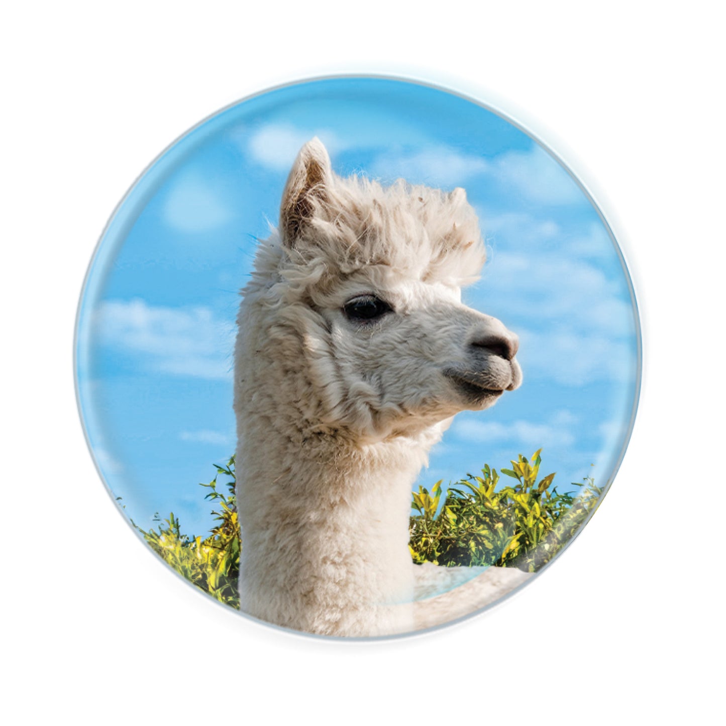 Magnidomes - Alpaca