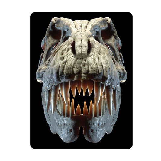 3D LiveLife Postcards - T-Rex Skull