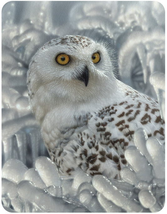 3D LiveLife Magnets - Snowy Owl Sanctuary