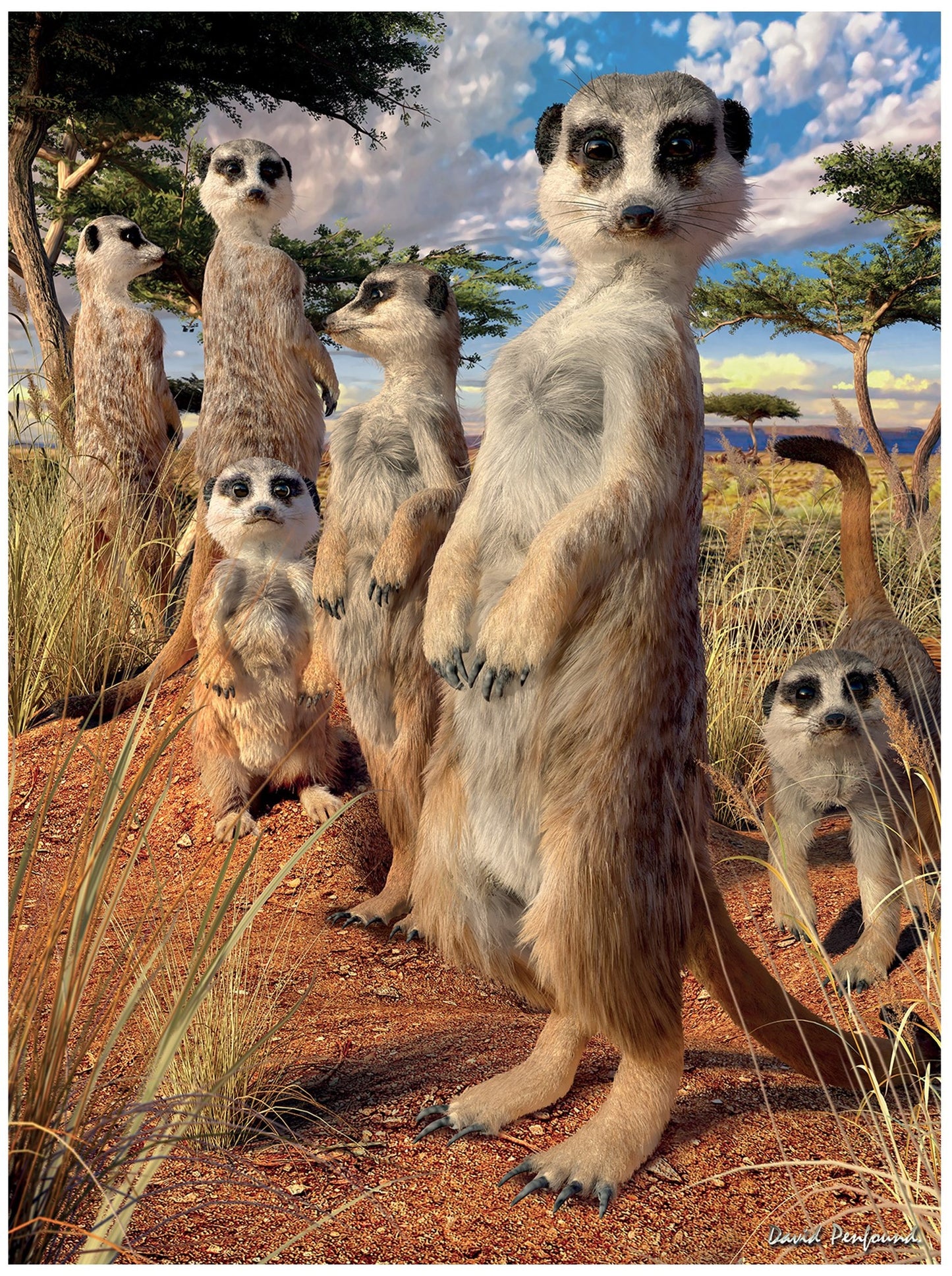 3D LiveLife Postcards - Meerkat Gaze
