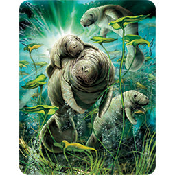 3D LiveLife Magnets - Manatees