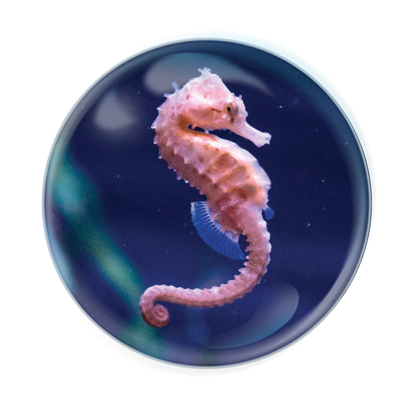 Magnidomes - Seahorse