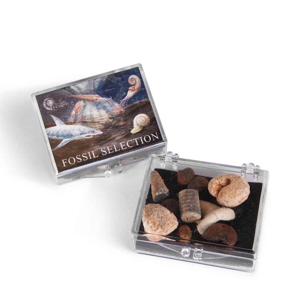RM89 Small Fossil Collection Box