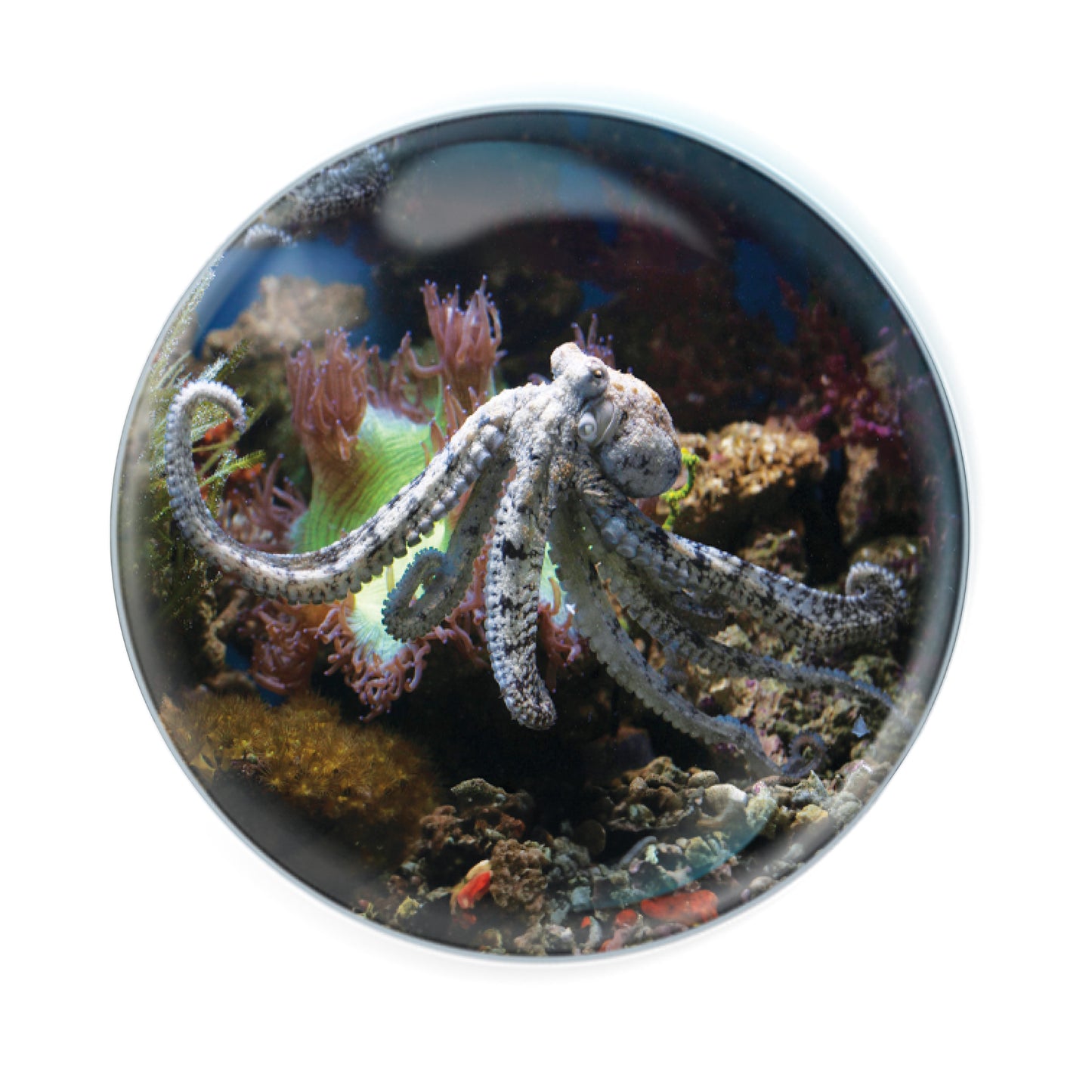 Magnidomes - Octopus