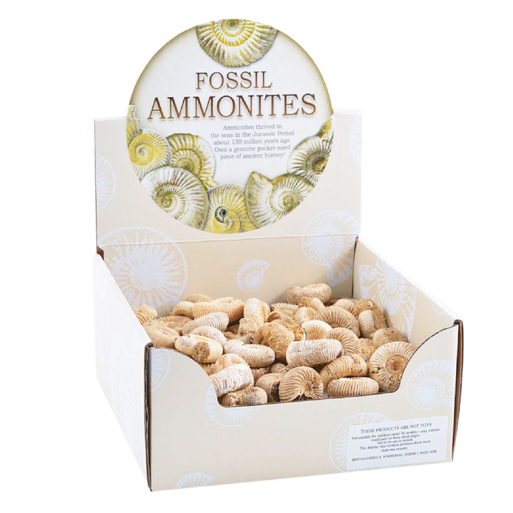 RM02AM Minerals Loose Ammonite