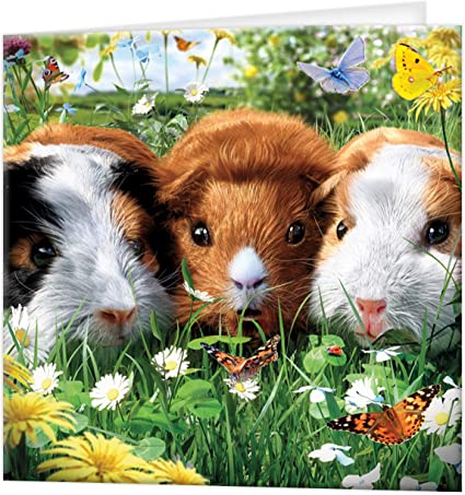 3D LiveLife Greetings Cards - Guinea Pigs