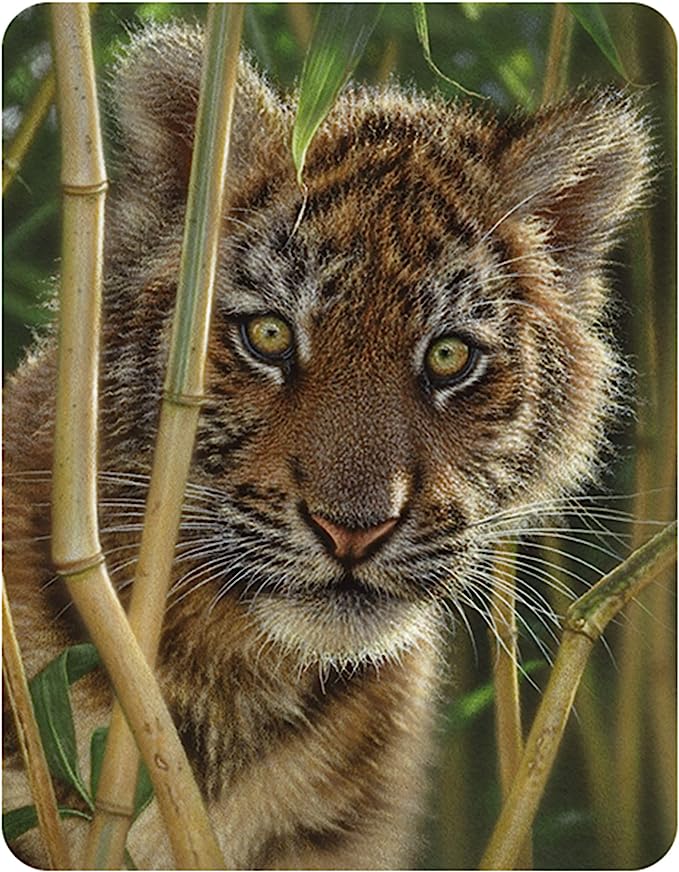 3D LiveLife Magnets - Discovery