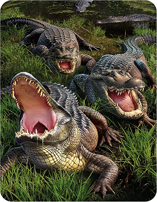 3D LiveLife Magnets - Gator Bog