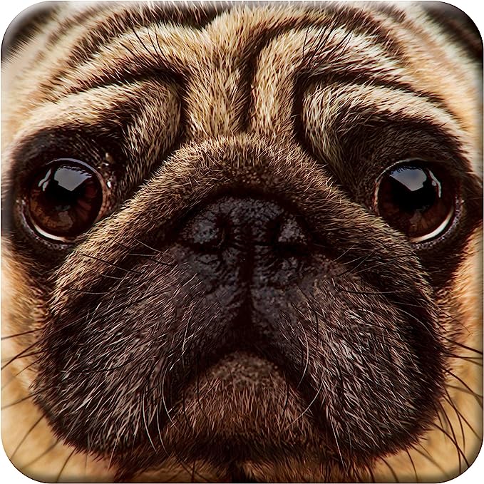 3D LiveLife Coasters - Pug
