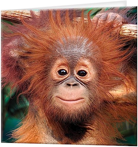 3D LiveLife Greetings Cards - Baby Orangutan