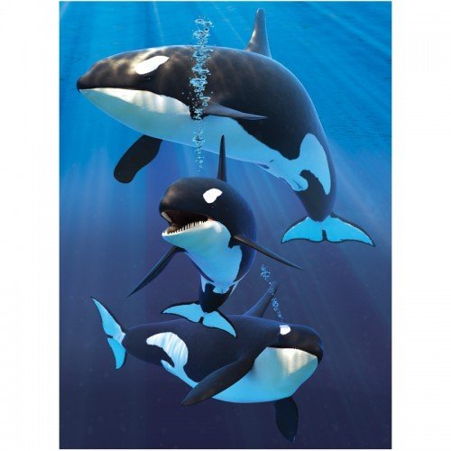 3D LiveLife Jotters - Orcas