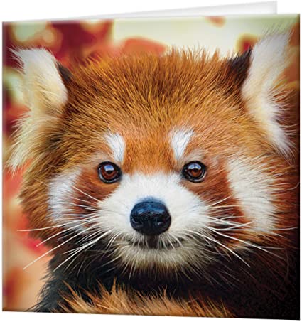 3D LiveLife Greetings Cards - Baby Red Panda