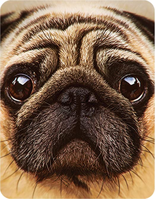 3D LiveLife Magnets - Pug