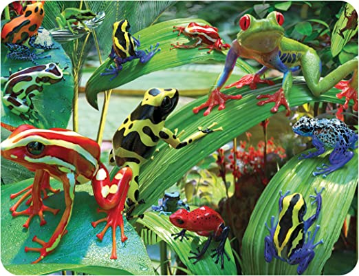 3D LiveLife Magnets - Funky Frogs