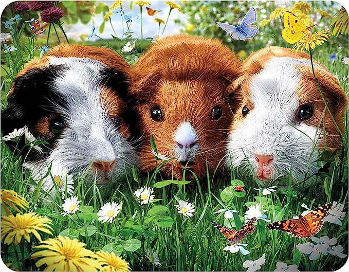 3D LiveLife Magnets - Guinea Pigs