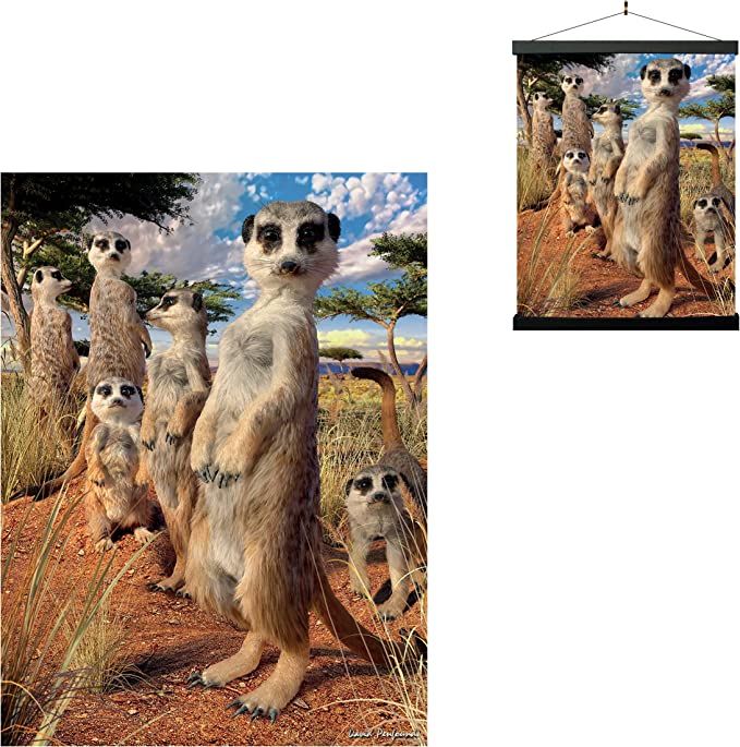 3D LiveLife Pictures - Meerkat Gaze