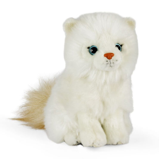 AN780 Sitting Ragdoll Kitten