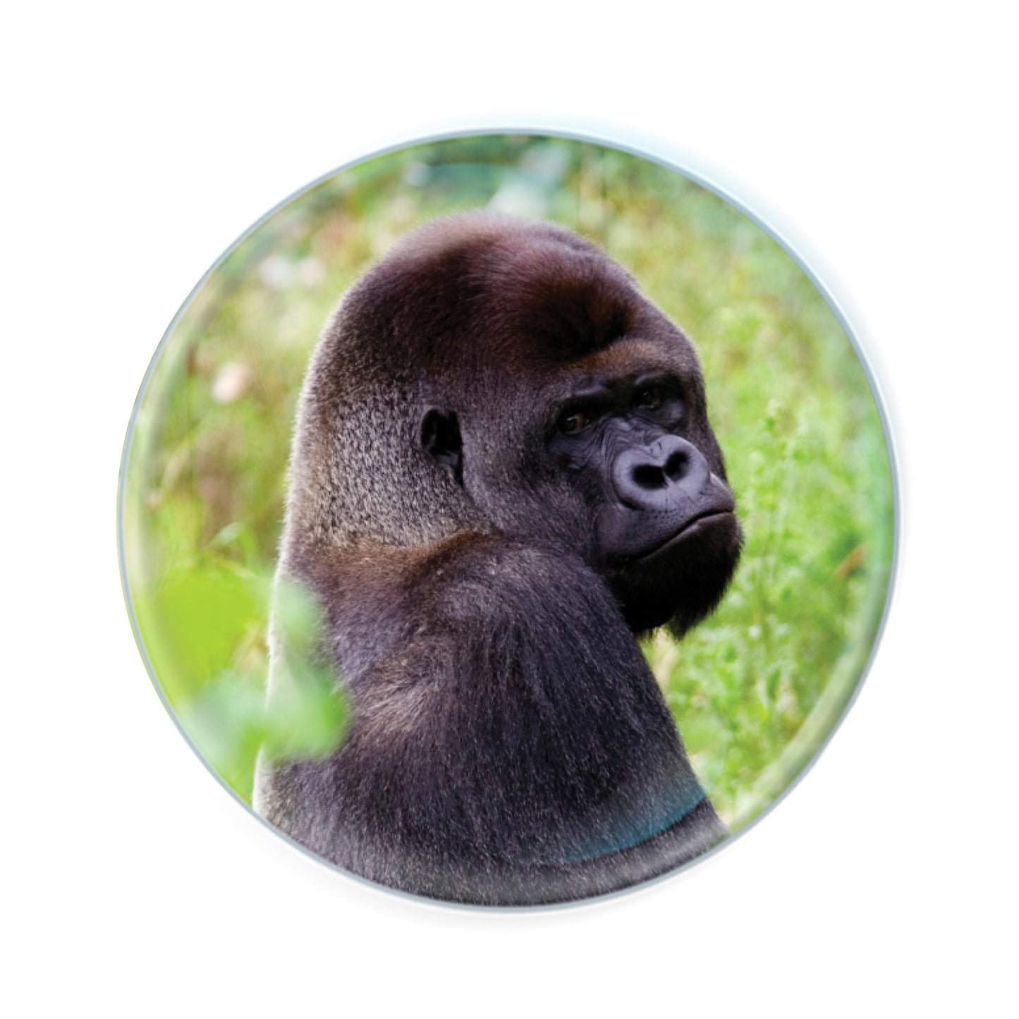 Magnidomes - Gorilla
