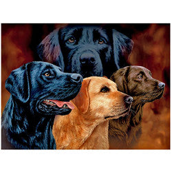 3D LiveLife Pictures - Labradors