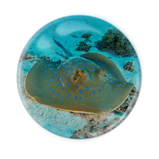 Magnidomes - Spotted Ray