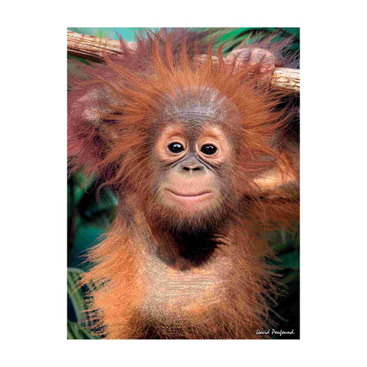 3D LiveLife Pictures - Baby Orangutan