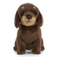 AN446 Dachshund Puppy 16cm