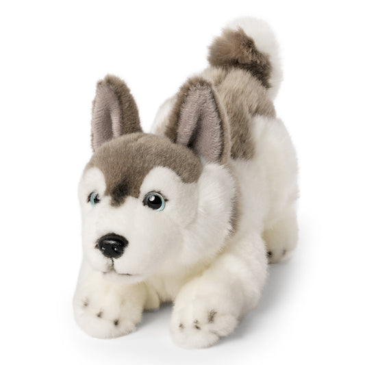 AN700 Husky Playful Pup 27cm