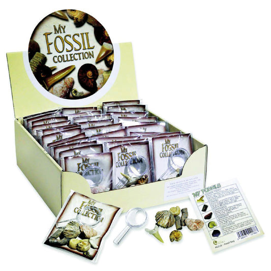 RM80 Fossil Collection with Magnifier