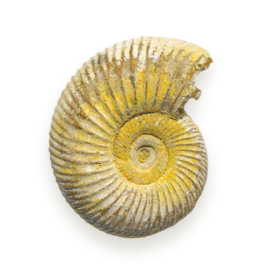 RM02AM Minerals Loose Ammonite