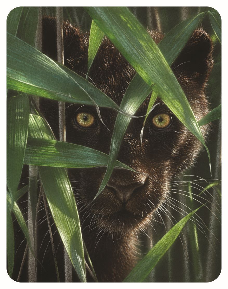 3D LiveLife Magnets - Wild Eyes