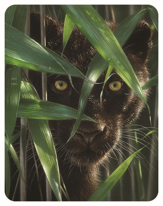 3D LiveLife Magnets - Wild Eyes