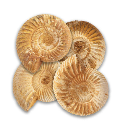 RM02AM Minerals Loose Ammonite