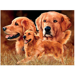 3D LiveLife Pictures - Golden Retriever