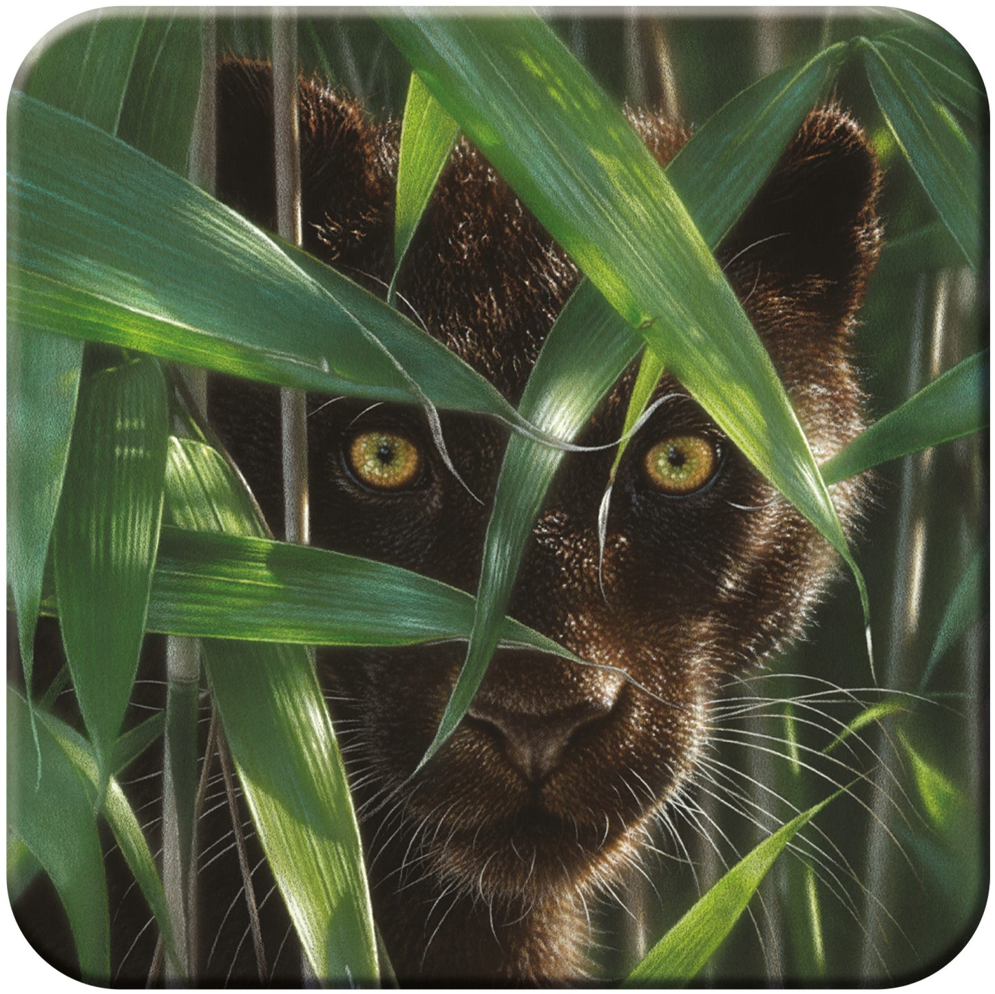 3D LiveLife Coasters - Wild Eyes