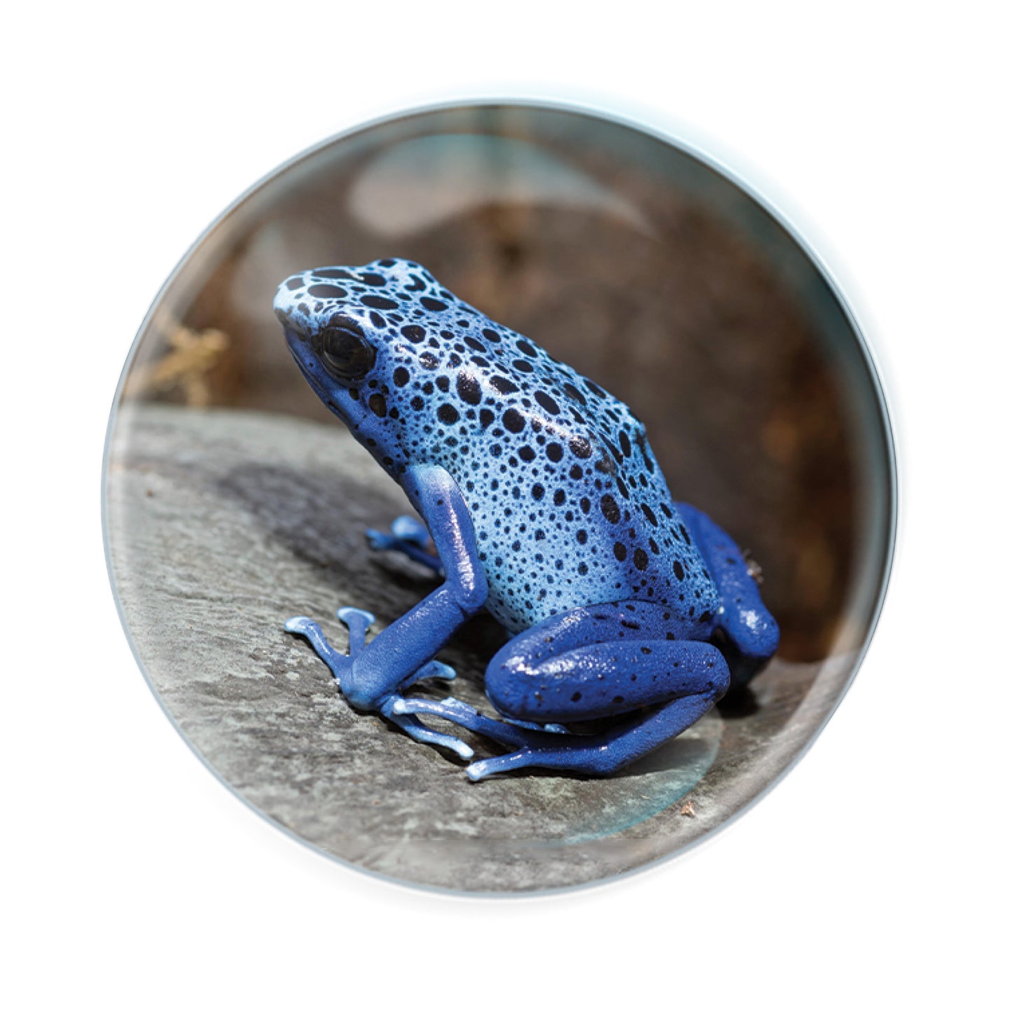 Magnidomes - Poisoned Dart Frog