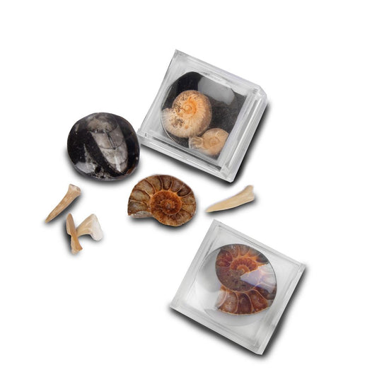 RM10 Magnifier Box with Fossils