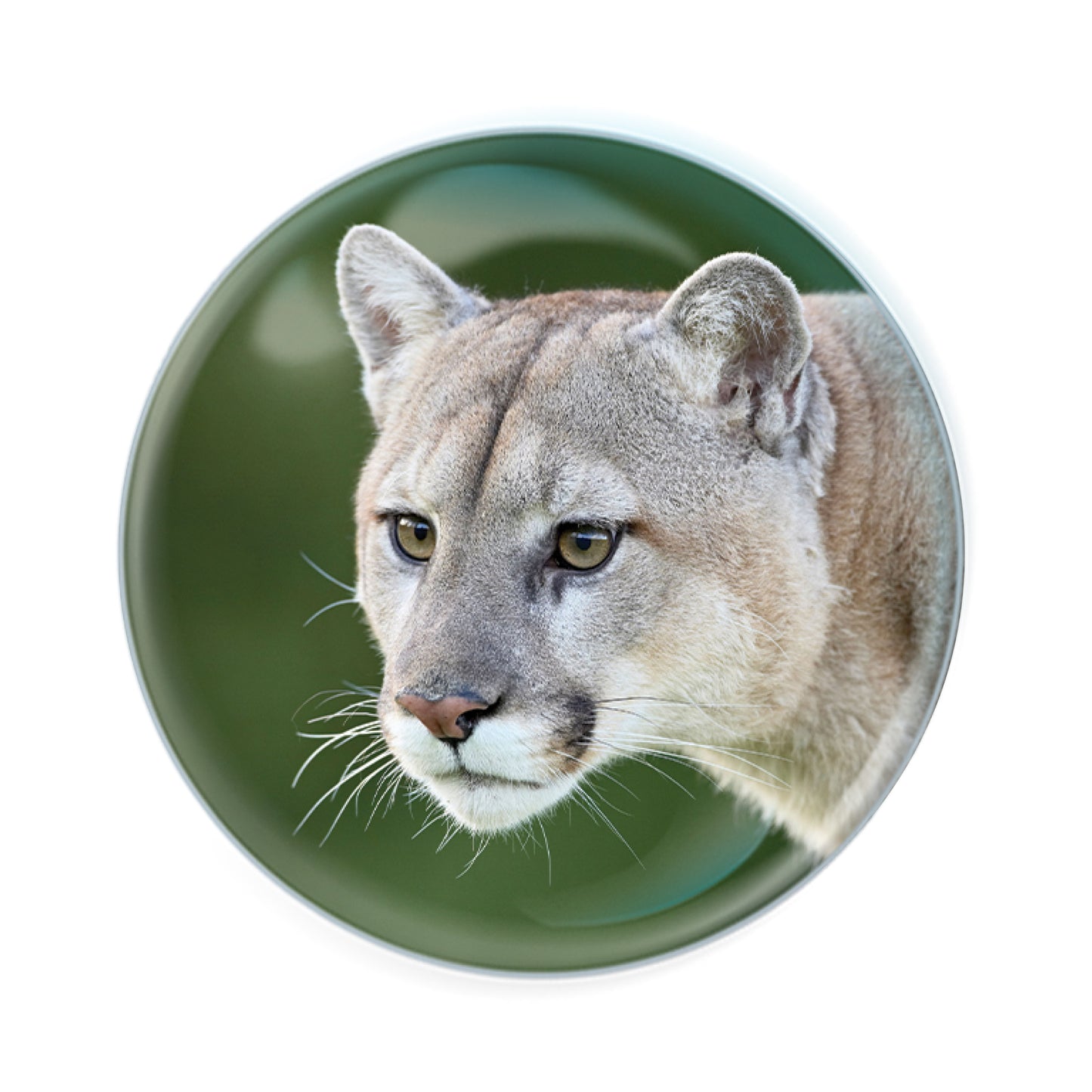 Magnidomes - Cougar
