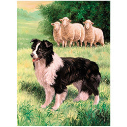 3D LiveLife Pictures - Border Collie & Sheep