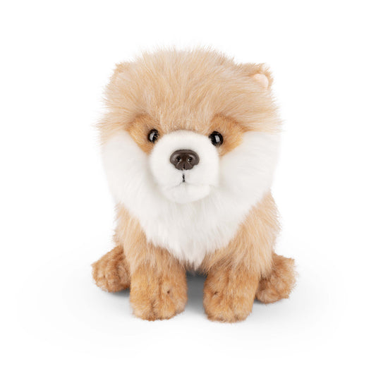 AN641 Pomeranian 20cm